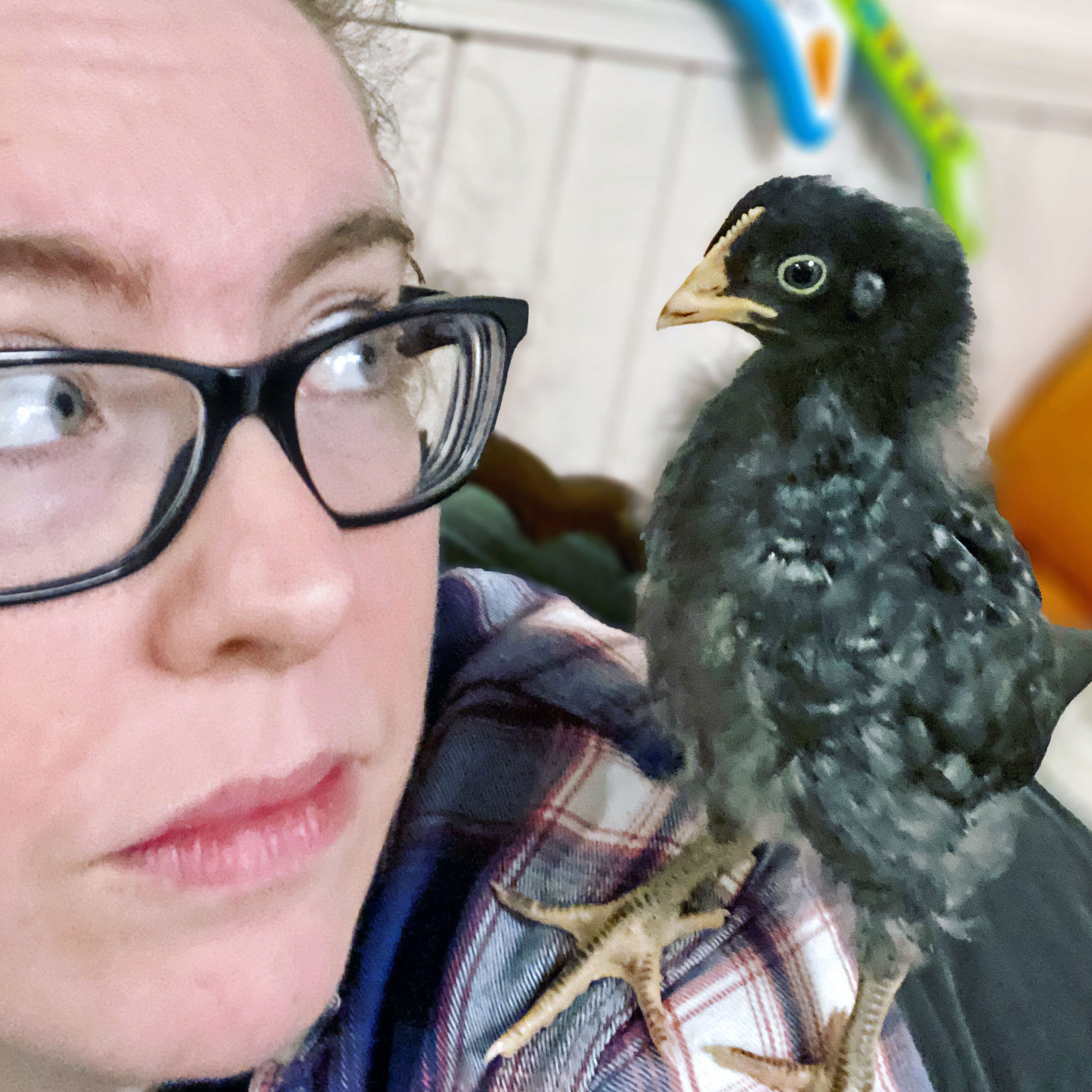 me and my favorite chicken, Black Phillip